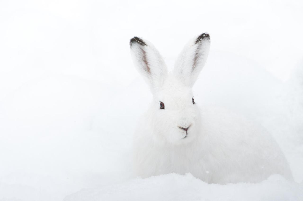 Chalet ?Snow Bunny? Stadl an der Mur Buitenkant foto